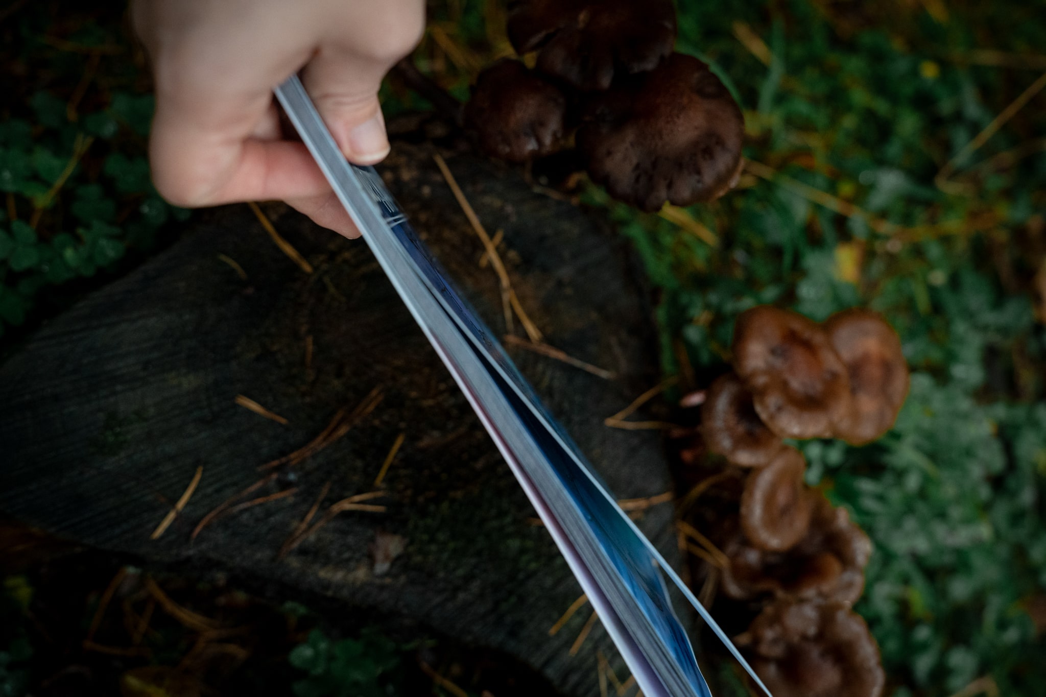 "Nachtklang" and "Too Cute To Kill" (Imperfect copy/ Blurry images) - Image 6